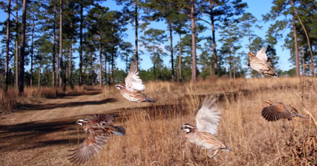 Are Bobwhites Becoming More Wary?