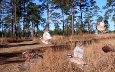 Are Bobwhites Becoming More Wary?