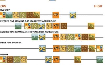 Quail Management Provides Many Ecosystem Services