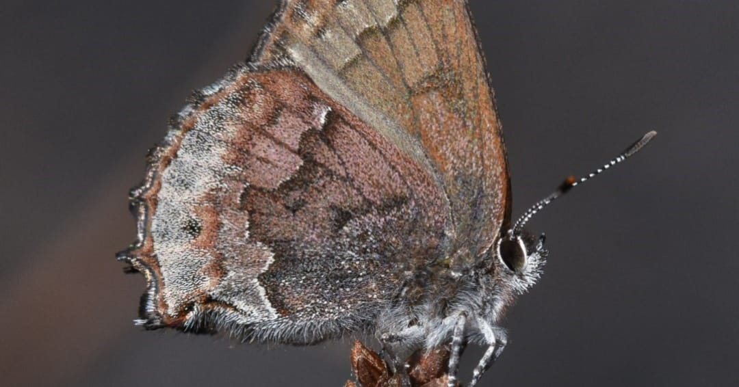 Calling all nature lovers – Help make a difference in Florida butterfly conservation