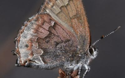 Caterpillar Carpooling: Reintroducing the frosted elfin butterfly to Georgia
