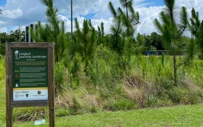 Second Prescribed Burn on Thomas County Central High School Longleaf Plot