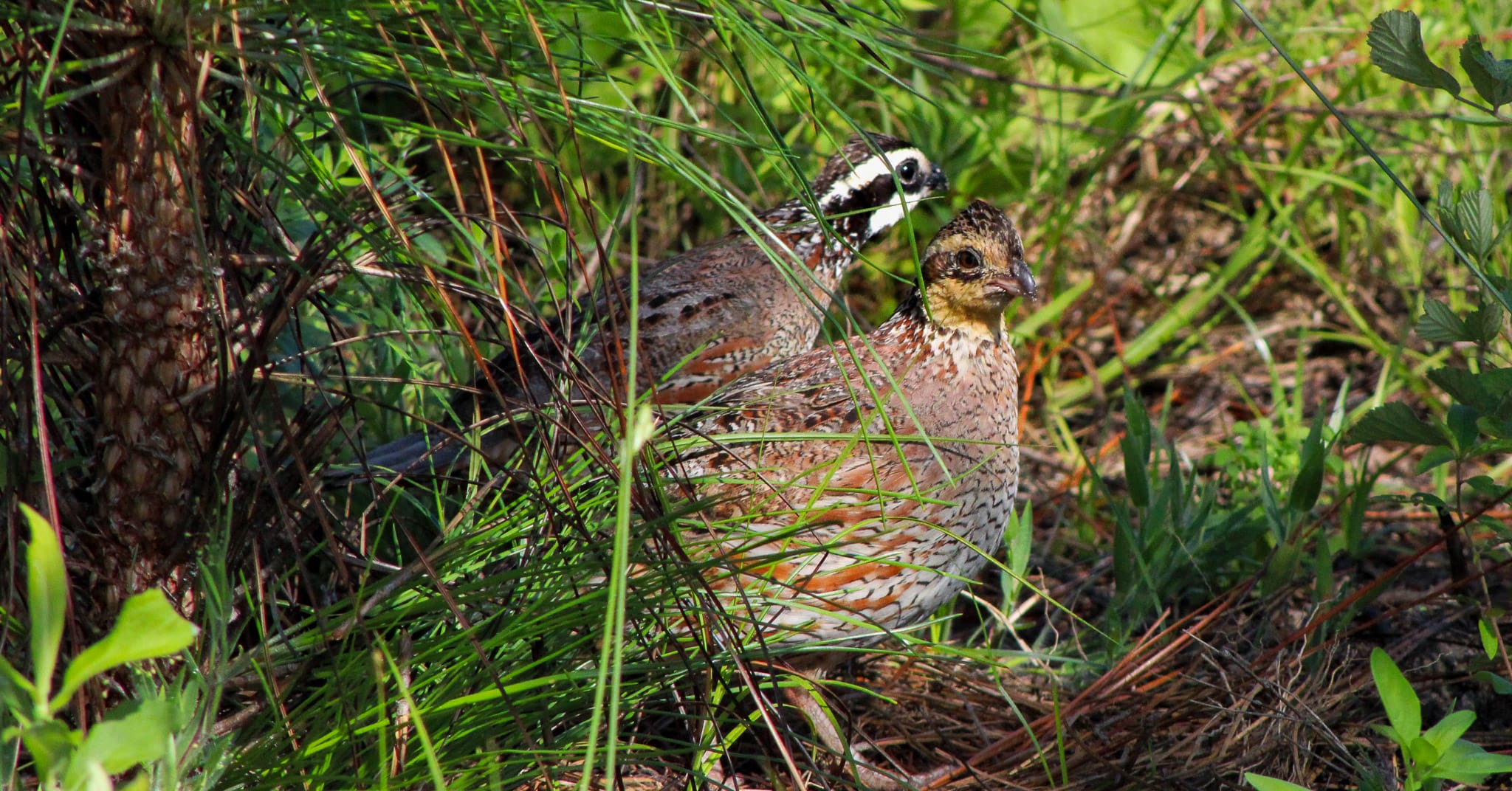 Managing Game Bird Program Field Visits with a New App