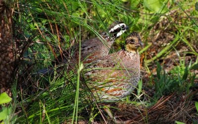 Managing Game Bird Program Field Visits with a New App