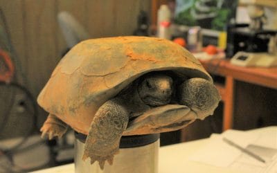 Gopher Tortoise Disease Study