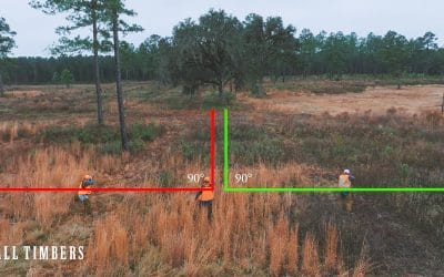 Wild quail hunting safety video