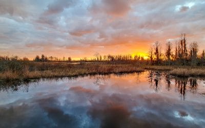 Mining Proposal in Georgia’s Famed Okefenokee Swamp Now Open for Public Review