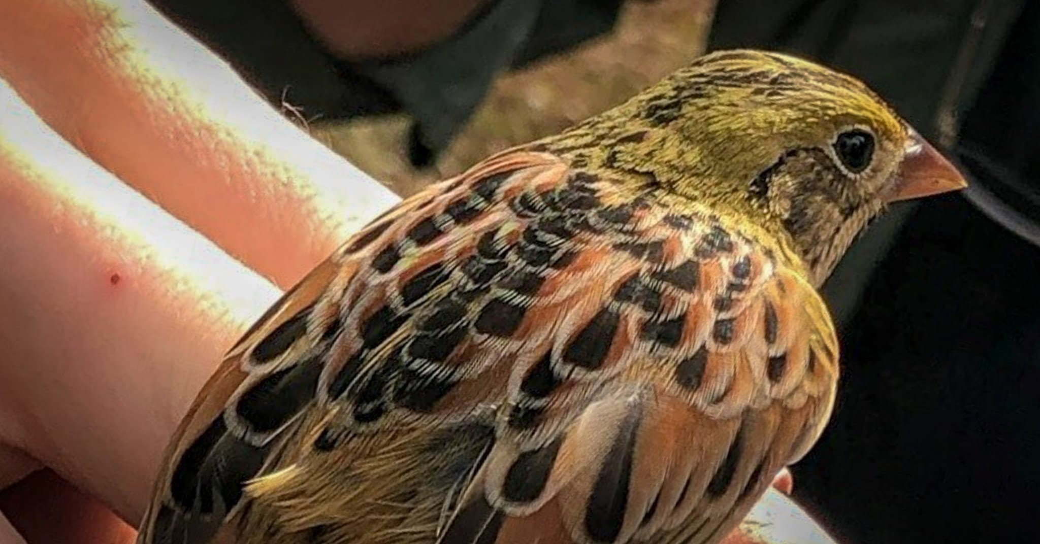 Henslow’s Sparrow