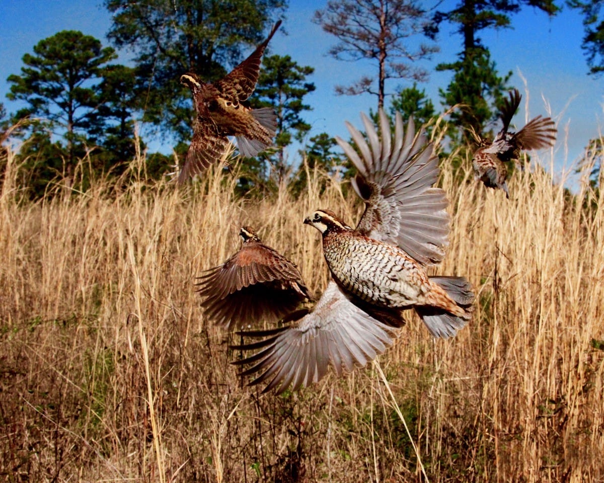 Quail release
