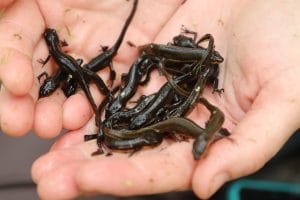 A handful of eastern newts captured from a sinkhole wetland ecosystem.