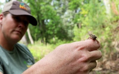 Burning wetlands produces habitat for amazing array of amphibians