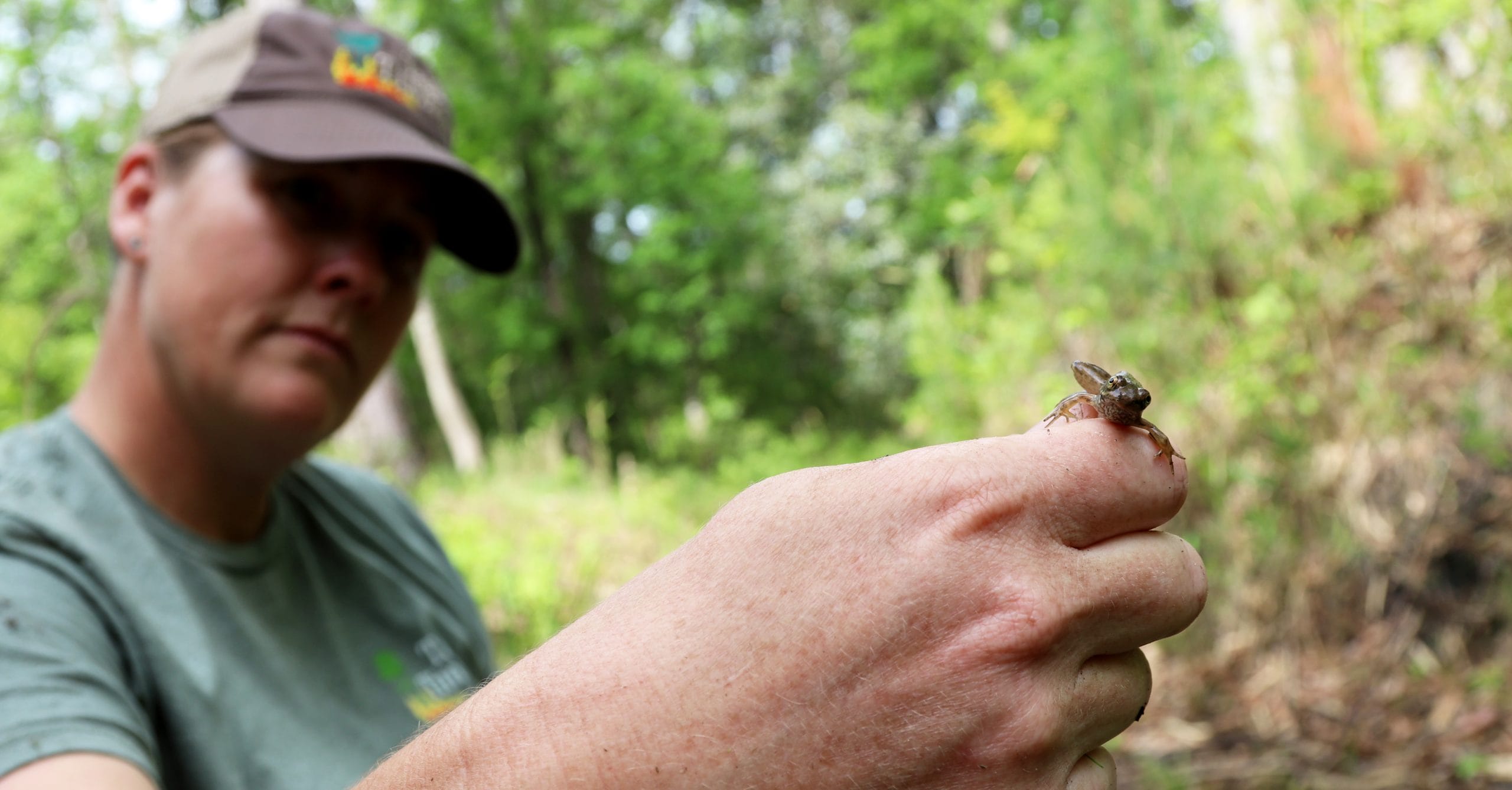 Burning wetlands produces habitat for amazing array of amphibians