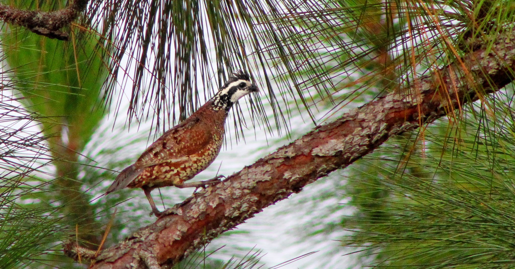 Quail translocation providing hope to restore habitat, birds in historic range