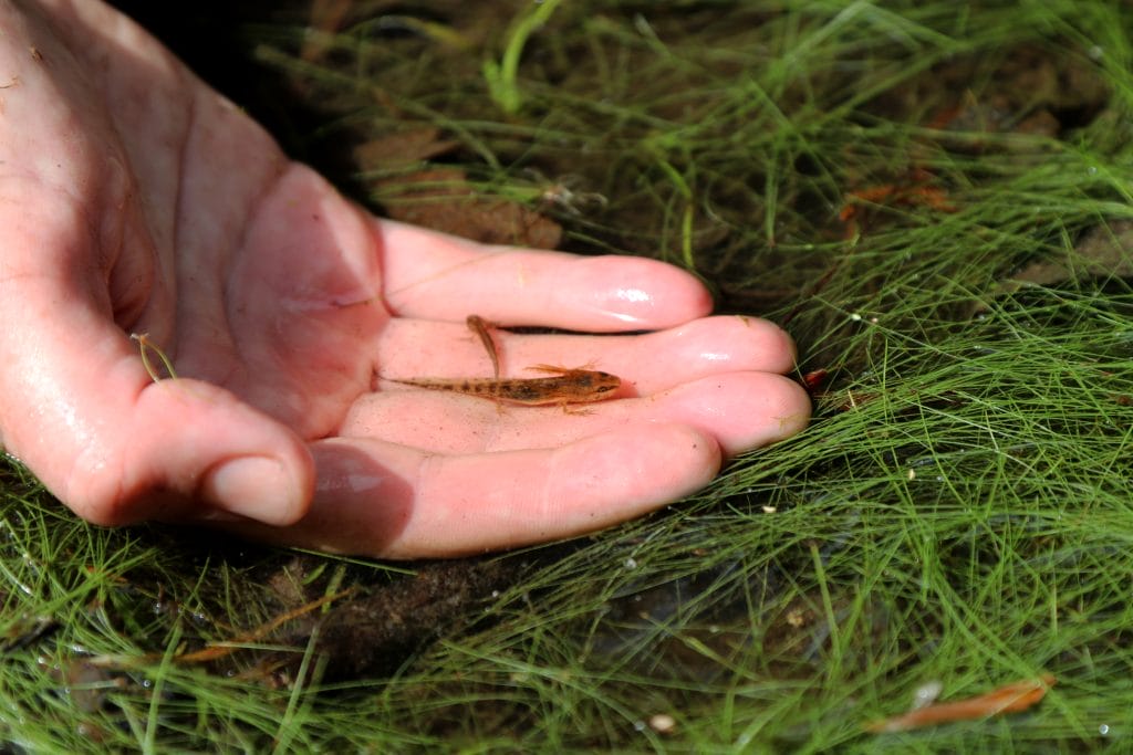 A larval stage mole salamander is released