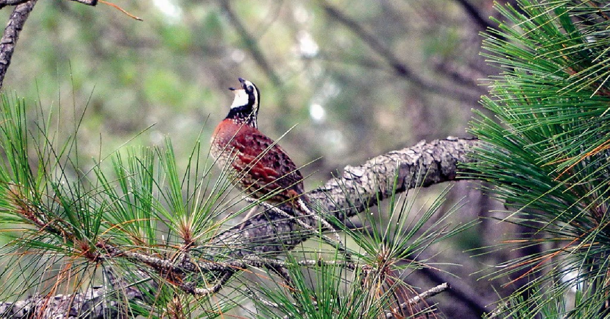 Counting quail calls can point to covey health come fall