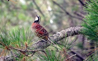 Counting quail calls can point to covey health come fall