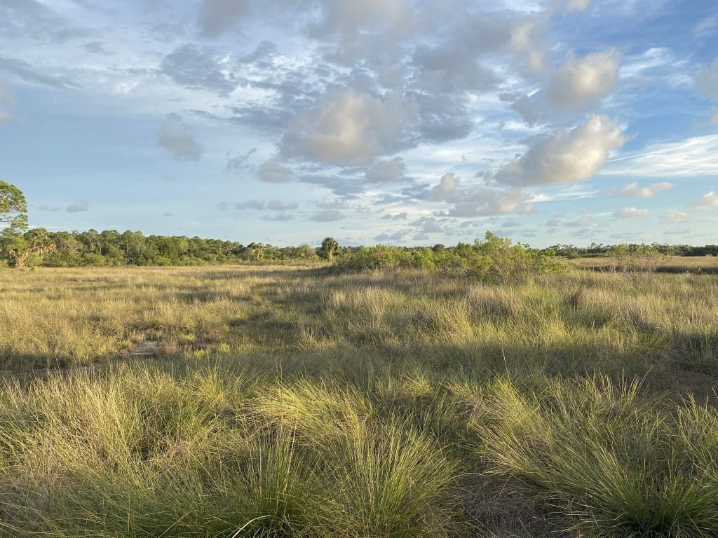 High coastal marsh habitat