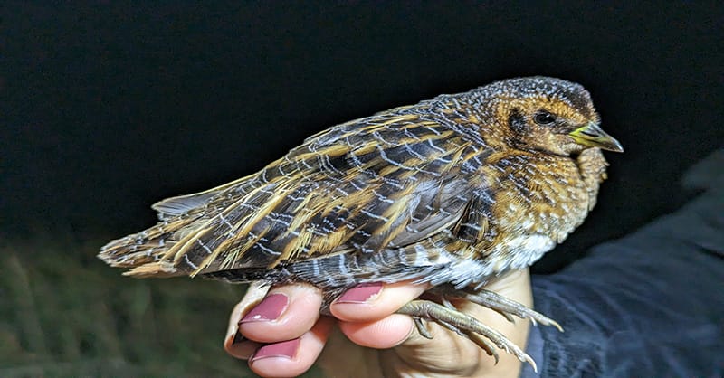 The Firebird project has focused on habitat for coastal birds, such as the Yellow Rail.
