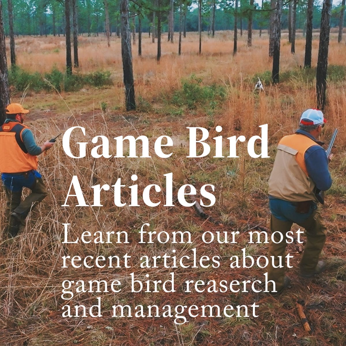 Game Bird Articles Ad