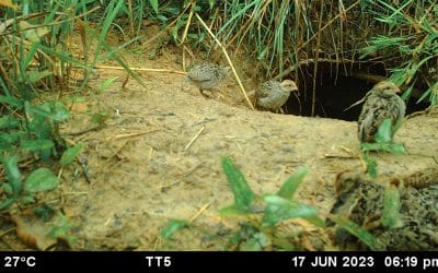 Does gopher tortoise health impact burrow use by wildlife?