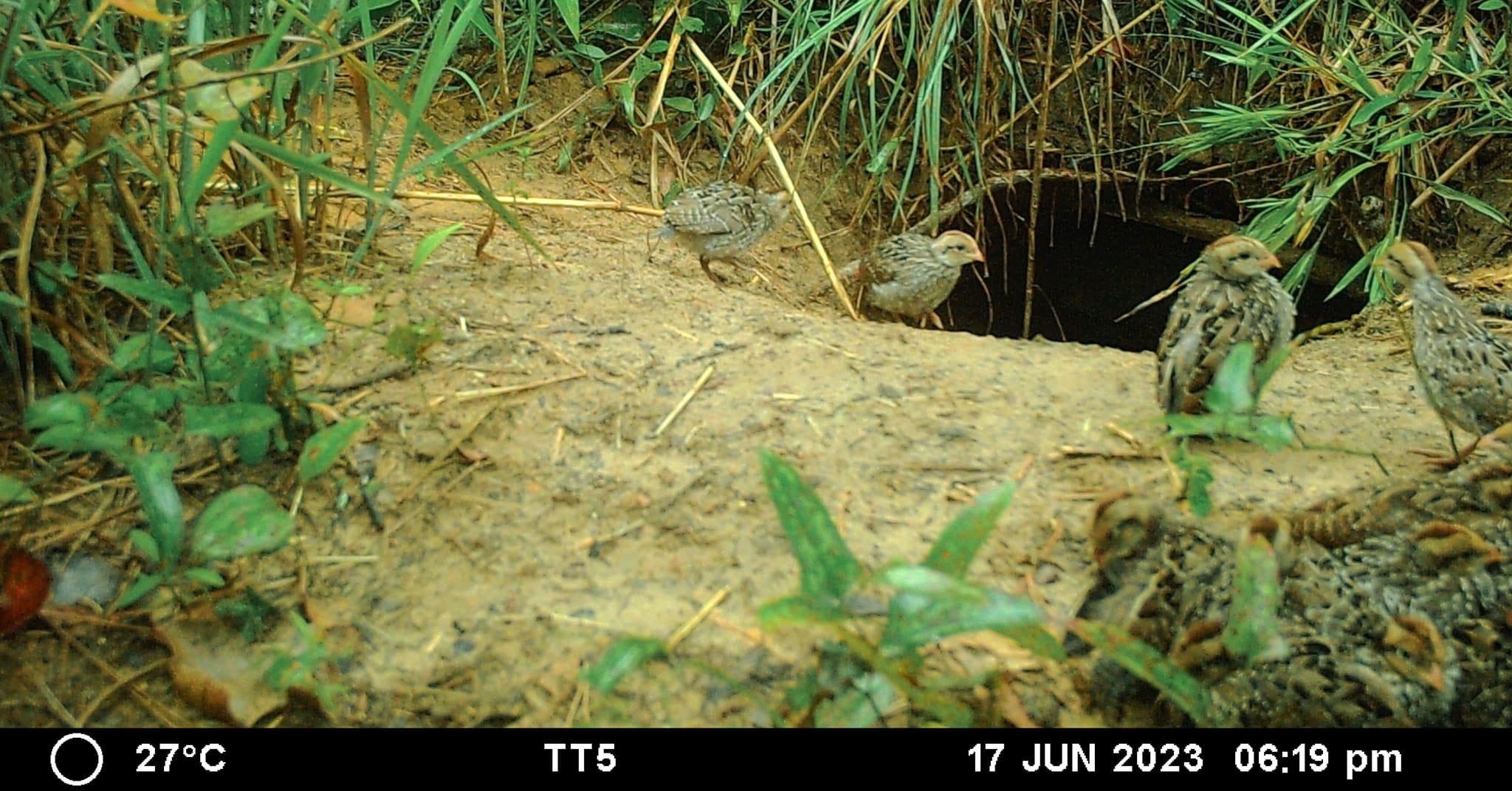 Quail at burrow entrance Tall Timbers