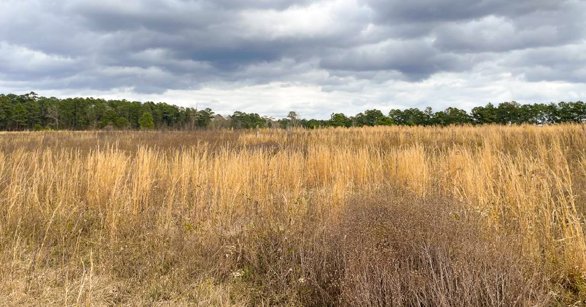 Birdsong Nature Center land is permanently protected