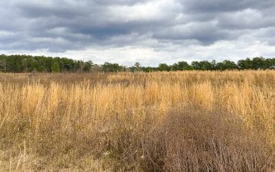 Birdsong Nature Center land is permanently protected