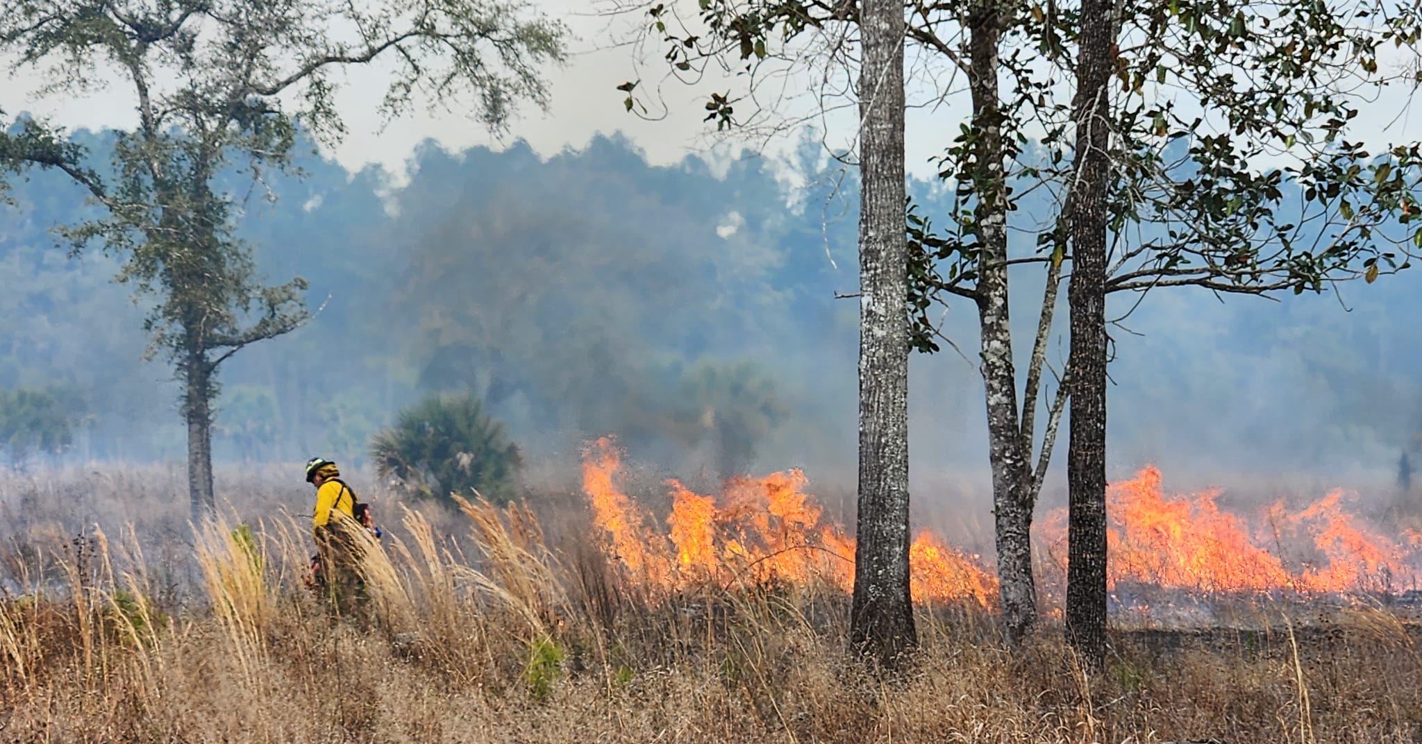 Tall Timbers seeking landowner applications for land management funding support