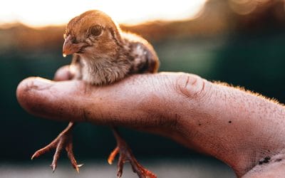 The right crops and field management can influence quality brood habitat