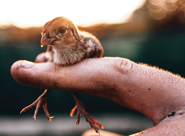 The right crops and field management can influence quality brood habitat
