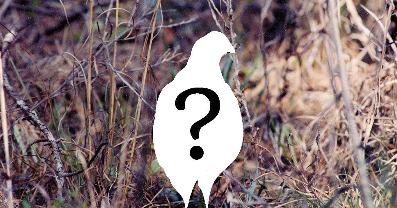 Shaping management through quail population tracking