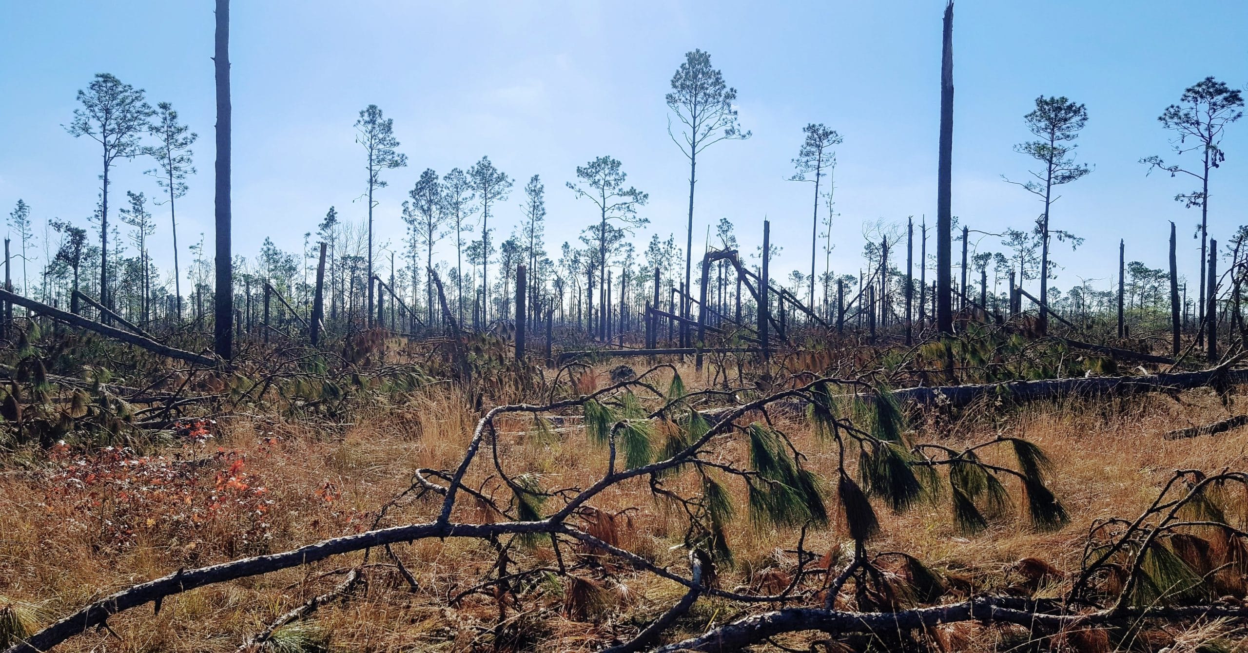 Are hurricanes a growing threat to longleaf and other rare species?