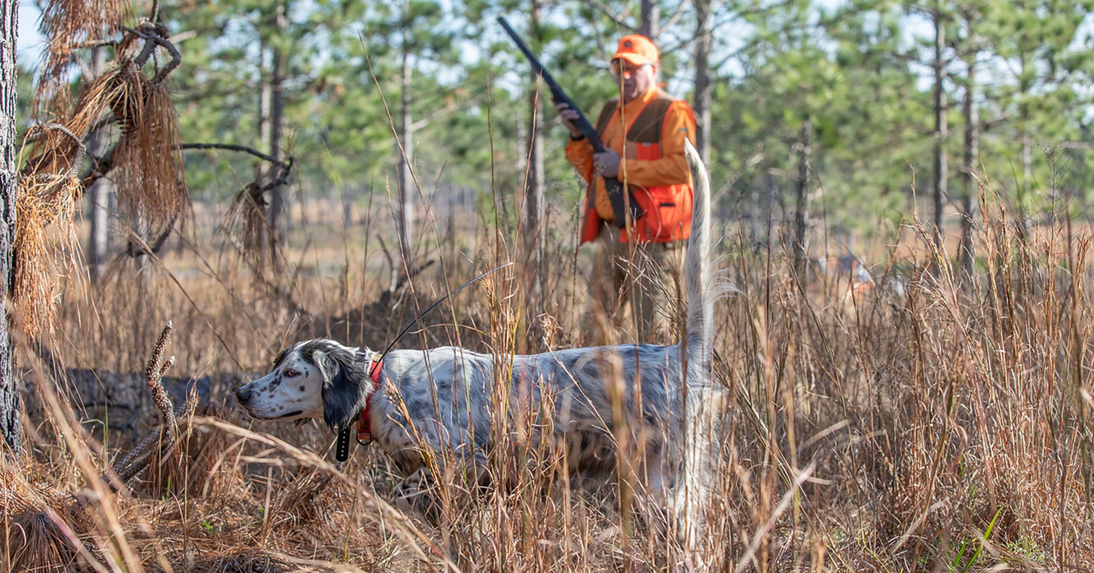 Hunter-covey interaction can shift bobwhite behavior patterns