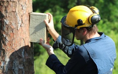 A milestone on the horizon for woodpeckers in the Red Hills