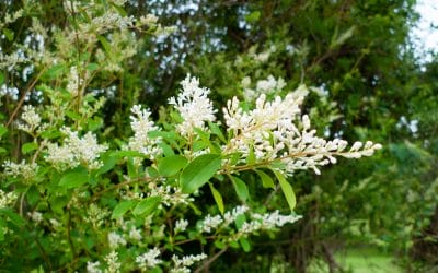 Winter is the time to tackle privet