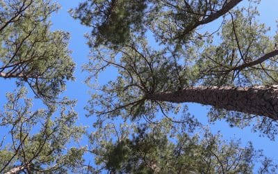 Managing overstory is vital to bobwhite, timber health