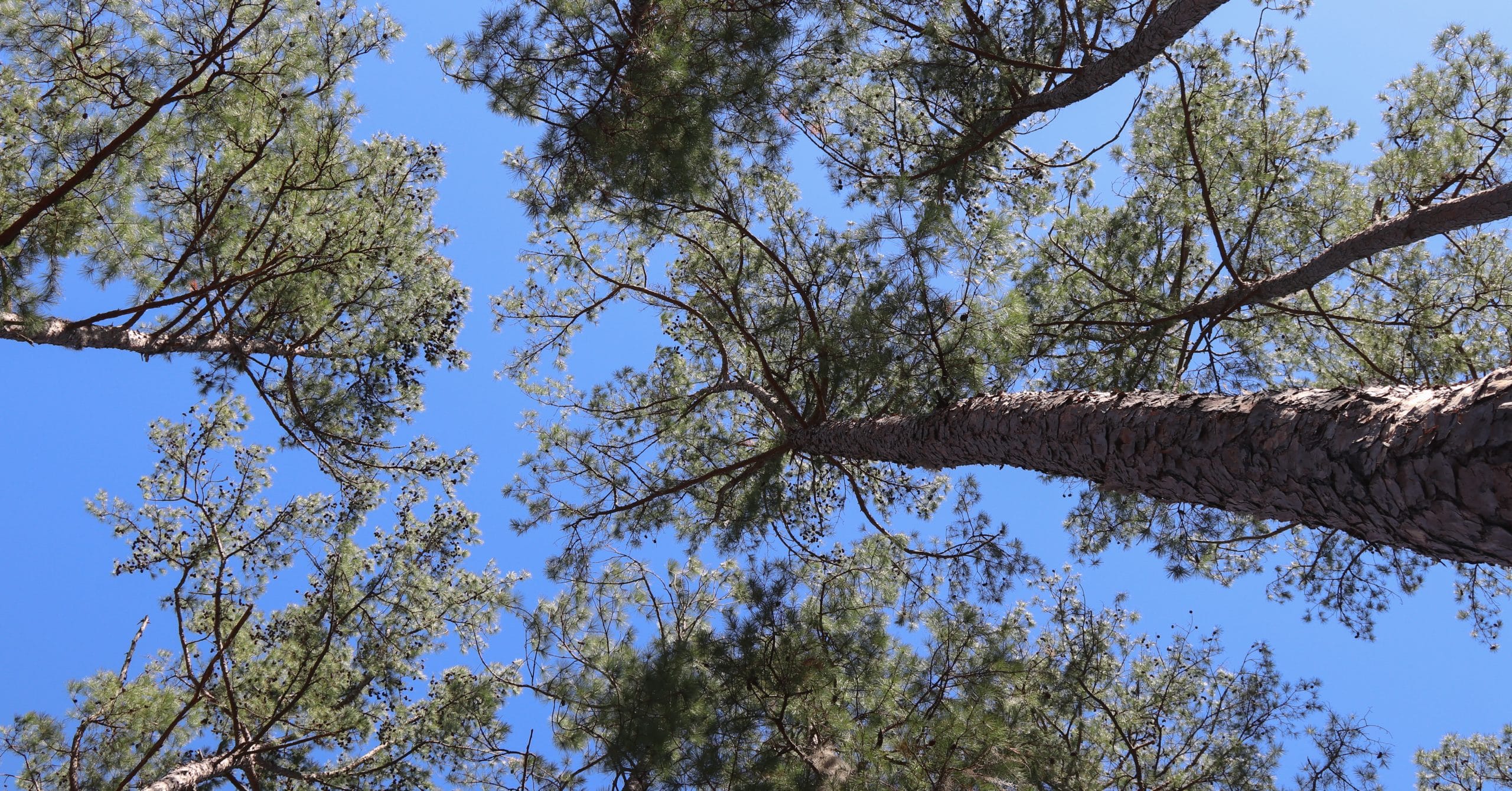 Managing overstory is vital to bobwhite, timber health