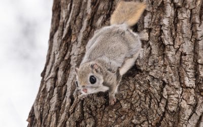 Red Hills rare wildlife model gaining attention in Estonia