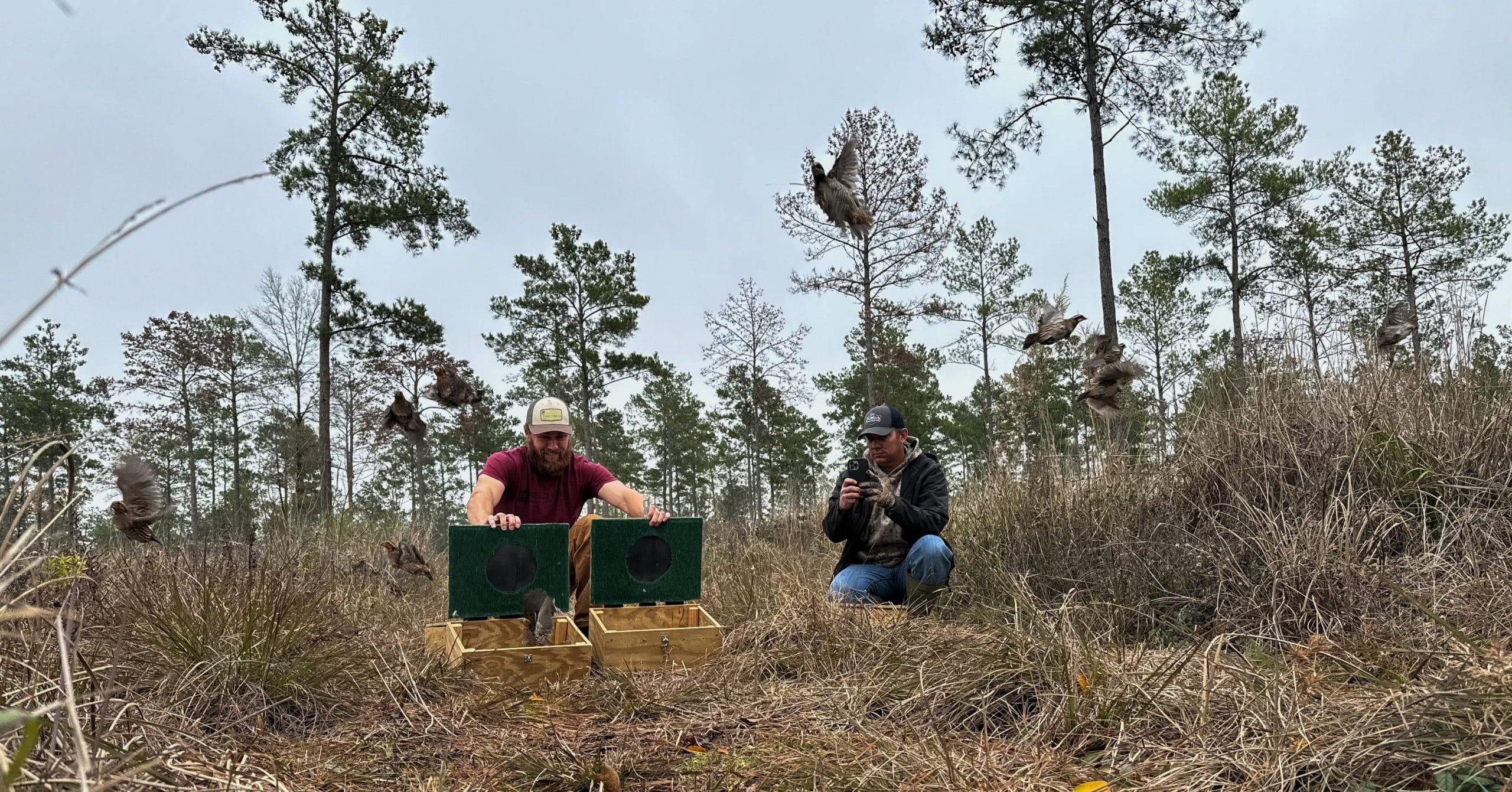 Quail translocation to Western Pineywoods shows early promise
