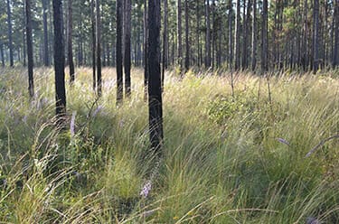 Pine Forest Undergrowth
