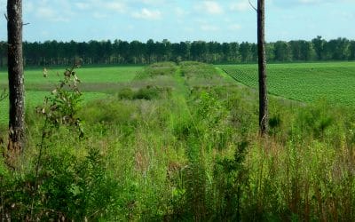 Crops to quail. It’s possible to convert agriculture into bobwhite habitat