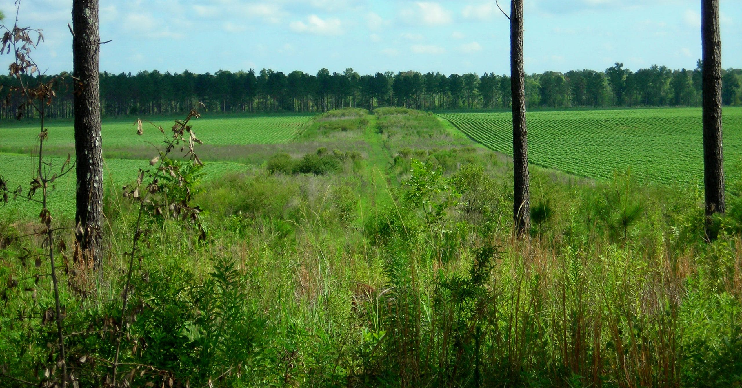 Crops to quail. It’s possible to convert agriculture into bobwhite habitat