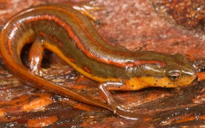 Partnerships key to restoring Southeast striped newt populations