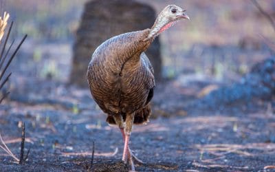 Does growing season prescribed fire affect turkey nesting?