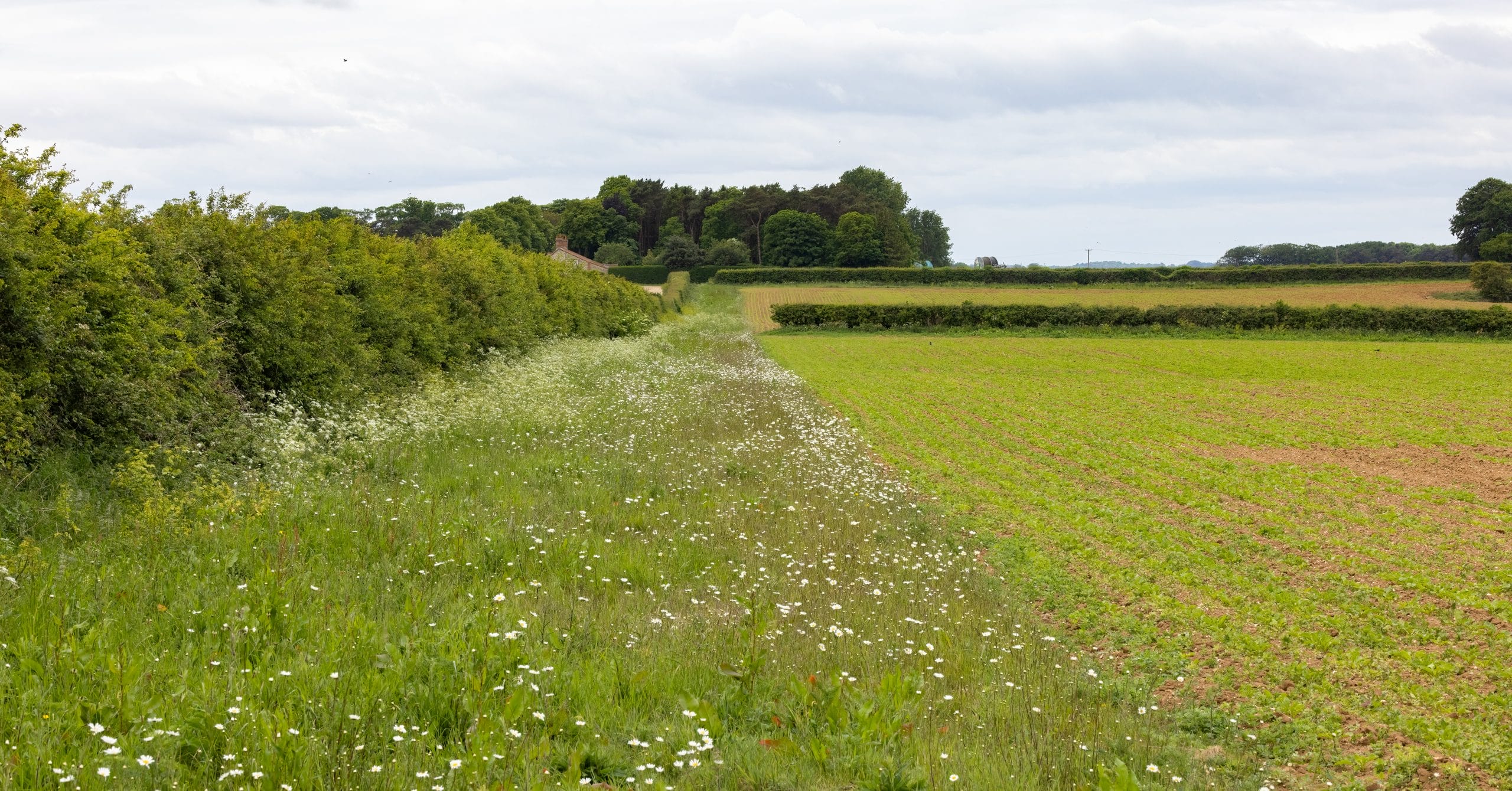 Tall Timbers project on Delmarva Peninsula working to bring back quail, prescribed fire