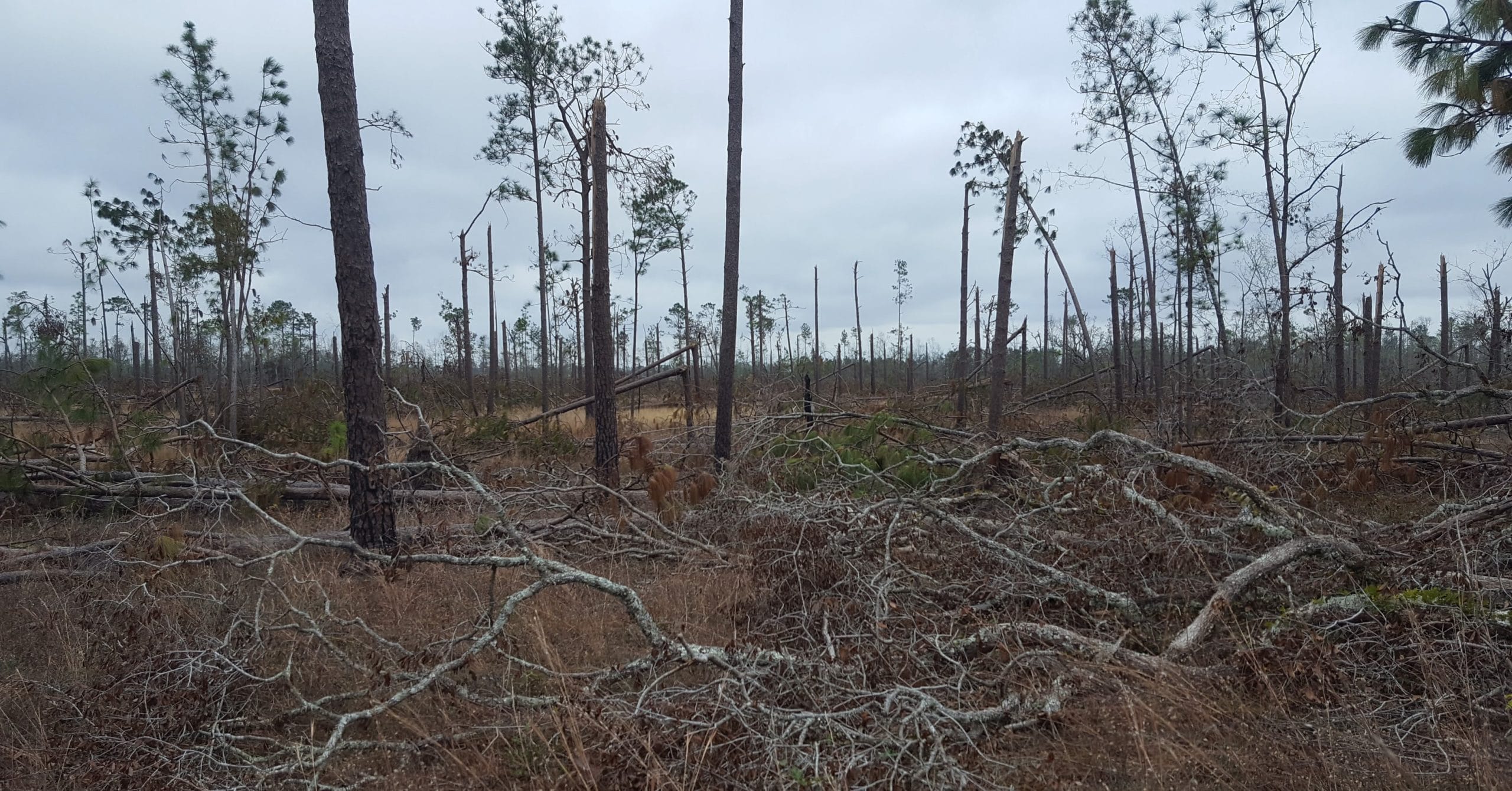 Study: Thinning pines can help your stand weather hurricanes