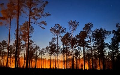 East Texas prescribed fire a collaboration focused on quail
