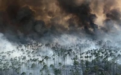 Controlled burns mitigate wildfire damage and losses in the Okefenokee