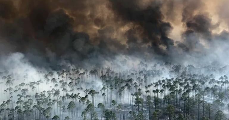 Controlled burns mitigate wildfire damage and losses in the Okefenokee