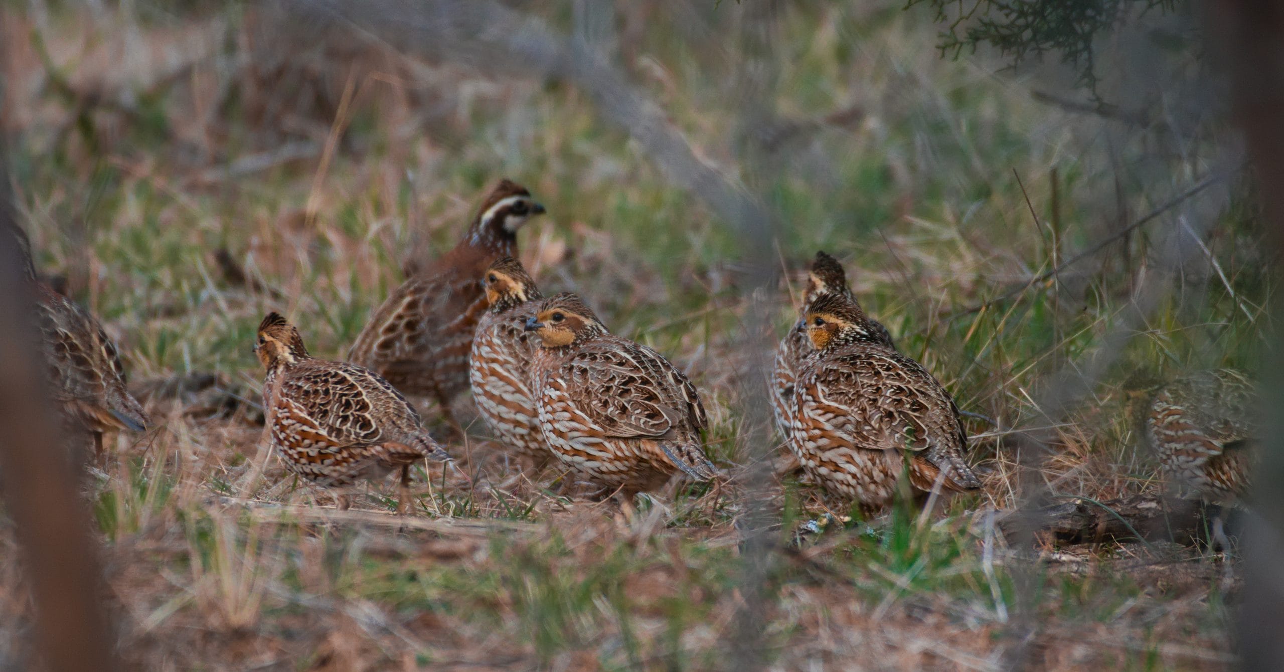 Feeding through drought: With seed production low, supplemental practices can help